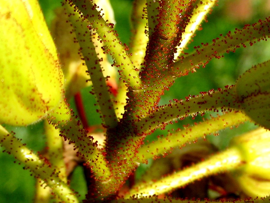 a small plant has tiny brown dots all over it