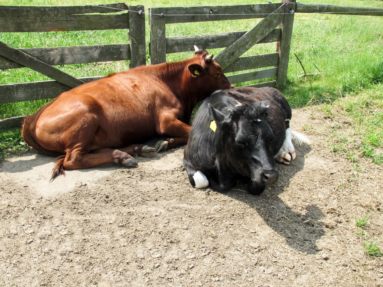 there are two animals laying in the sand