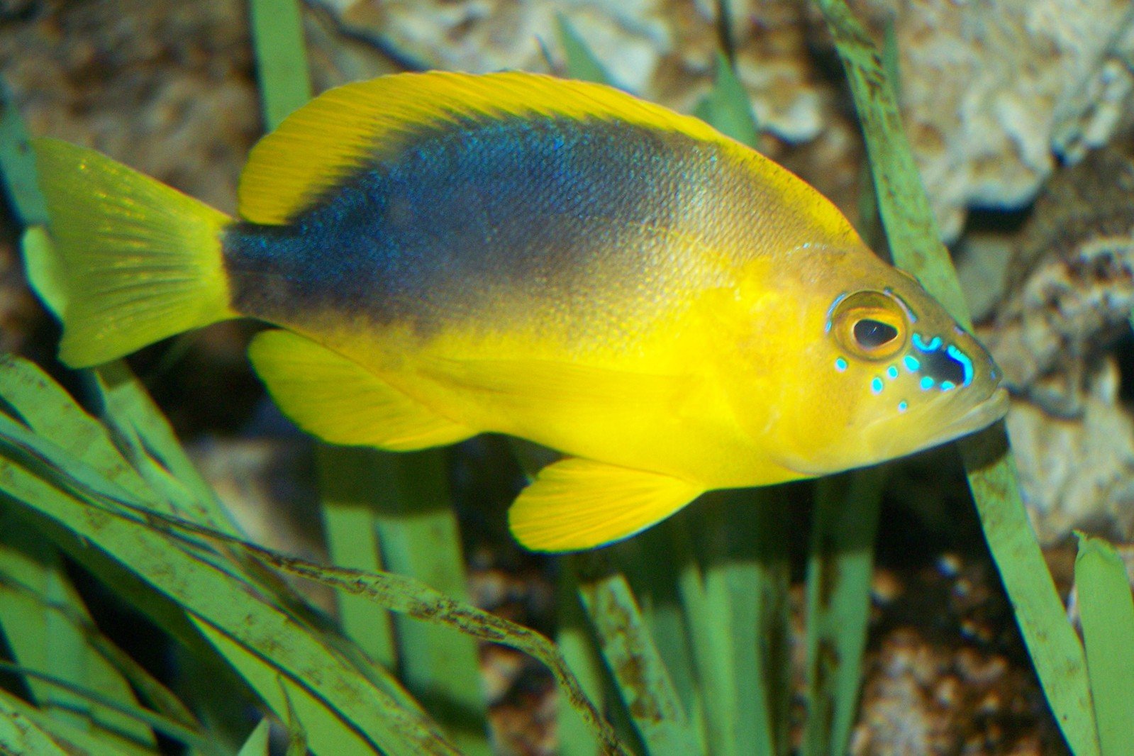 yellow fish with blue spots near green seaweed