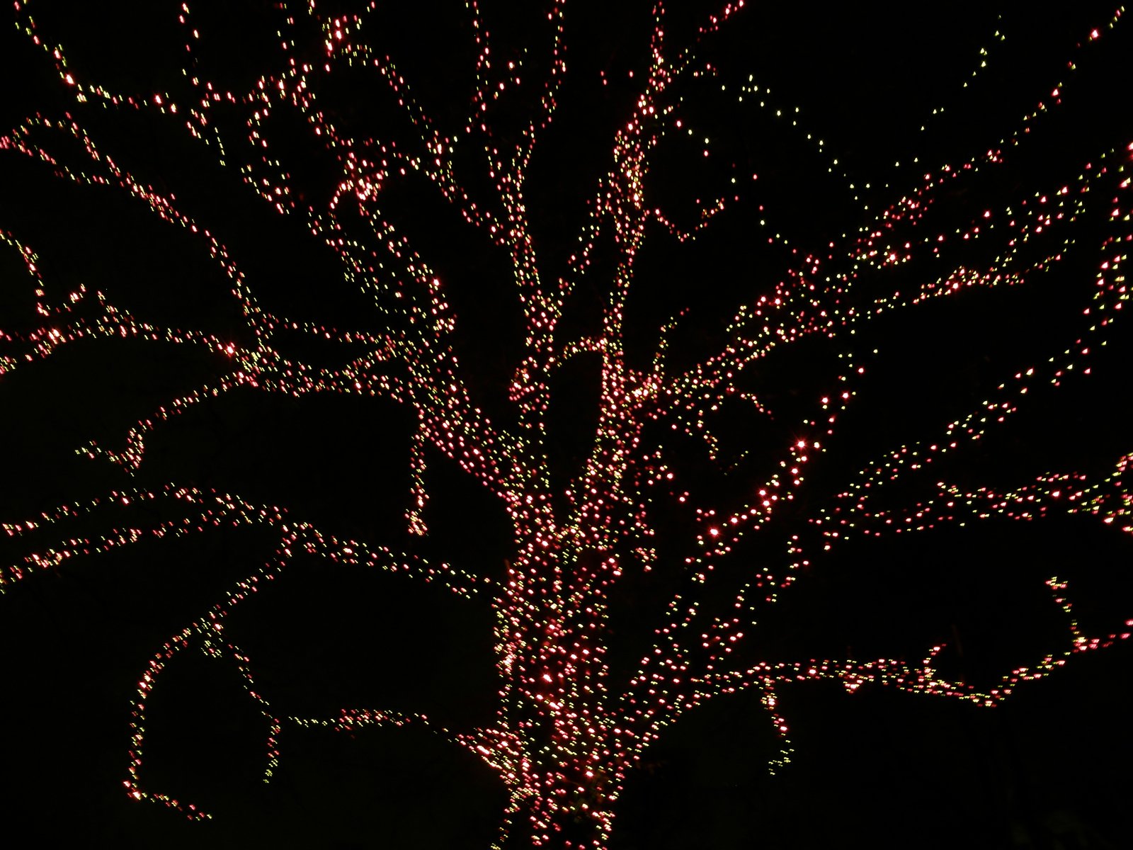 a lit tree with the leaves on it