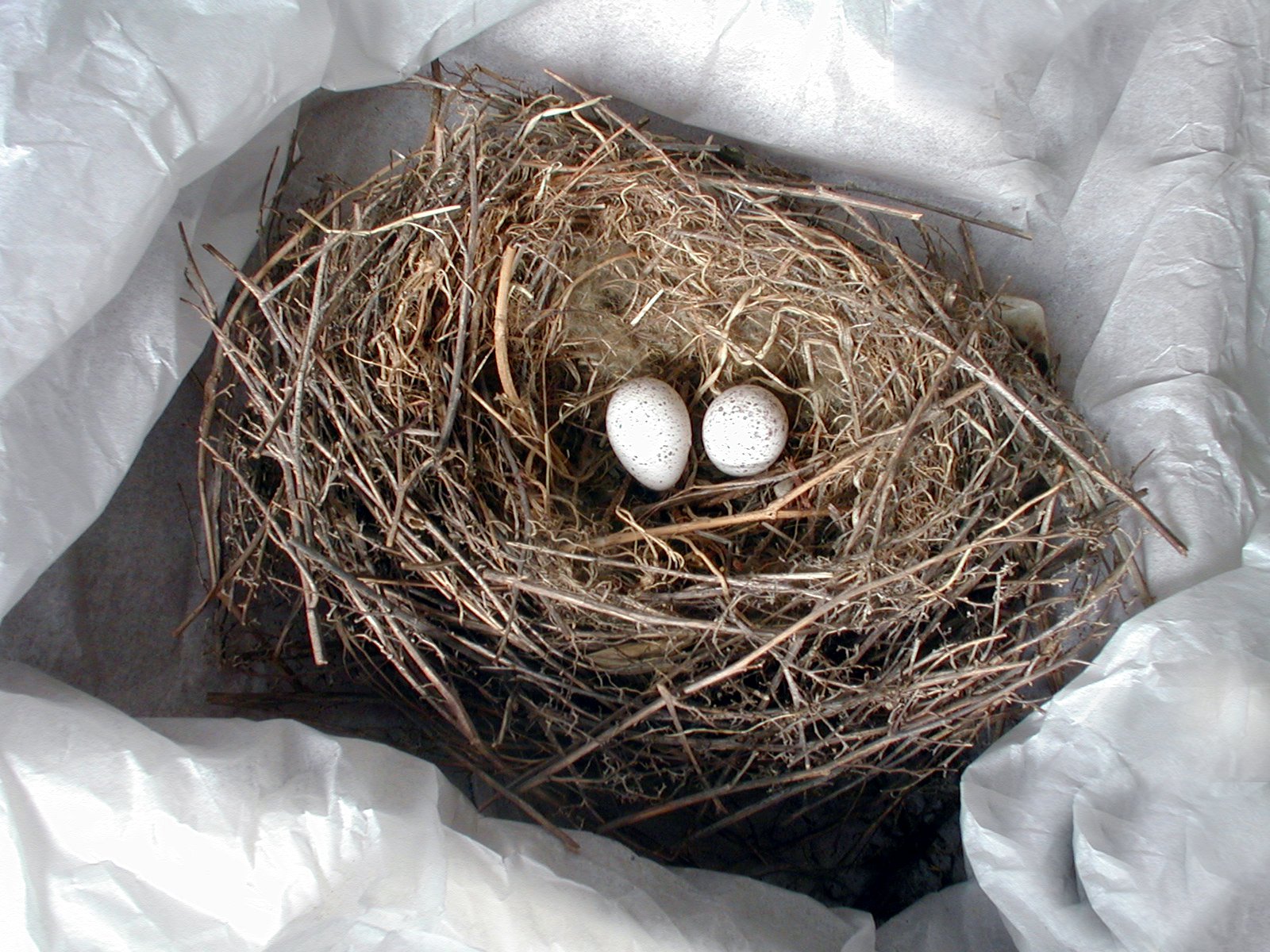 two eggs in a nest with brown twigs