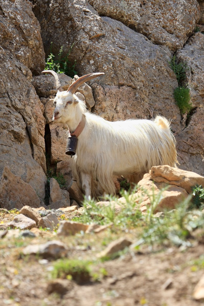 a goat on the ground between some rocks