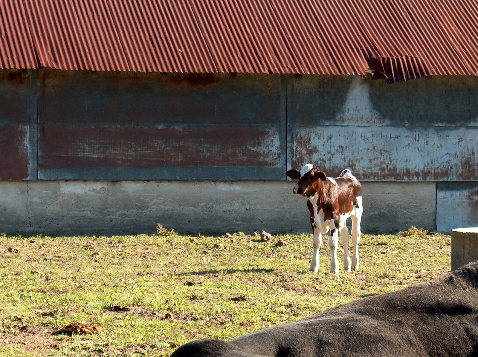 the baby calf is looking around in a field