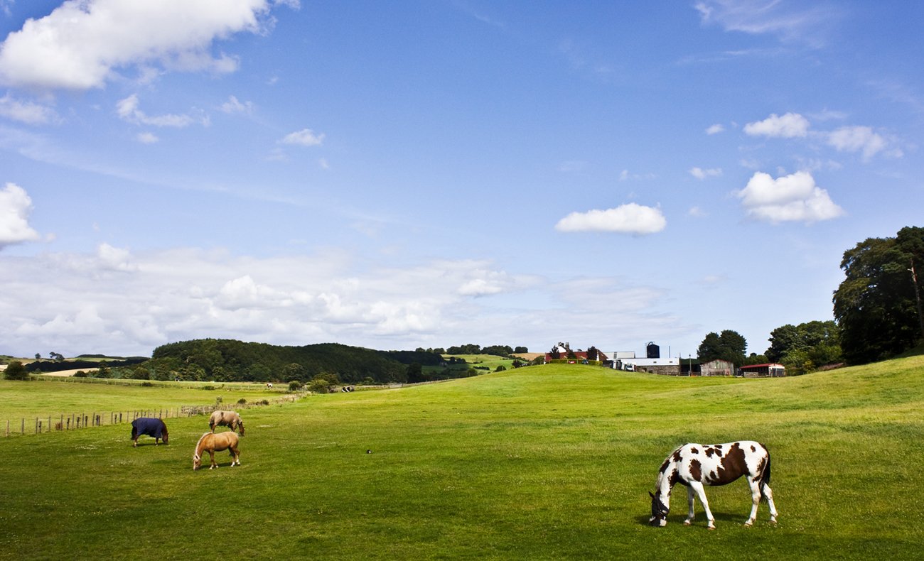 horses grazing on grass on a sunny day