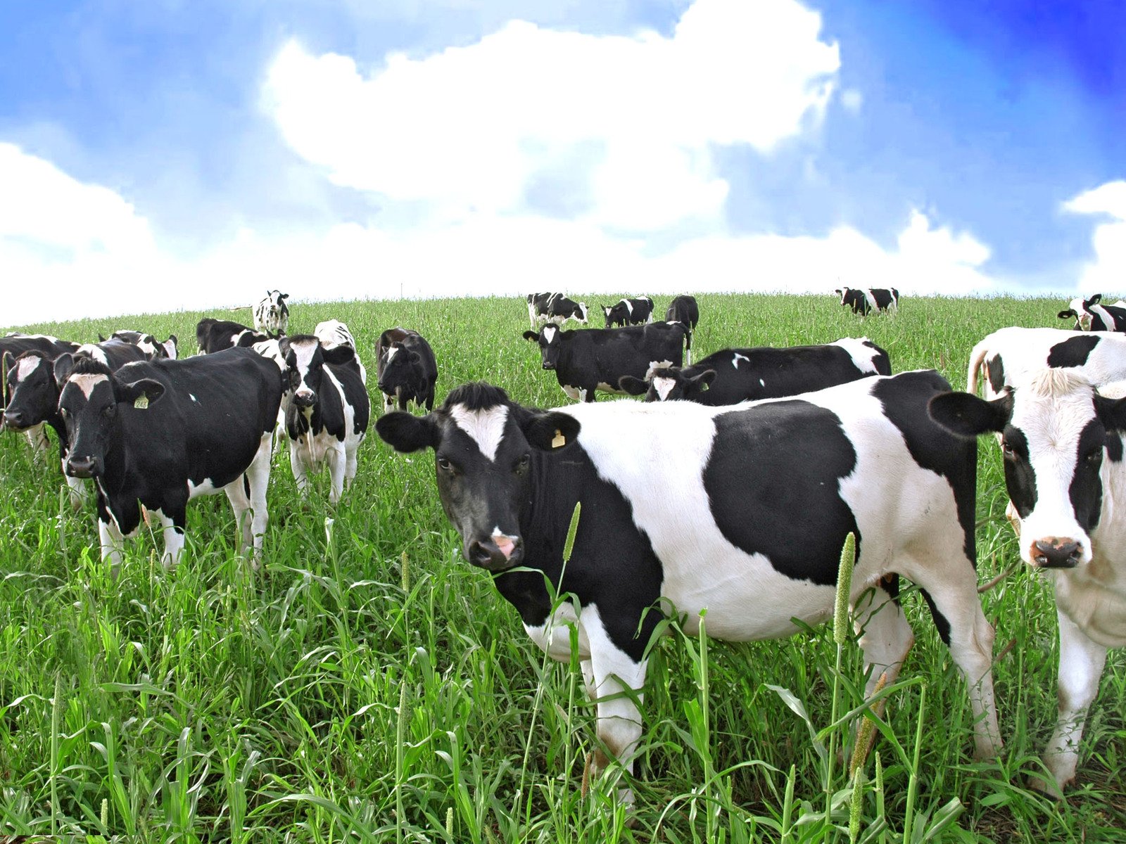 the cows are standing in a large field