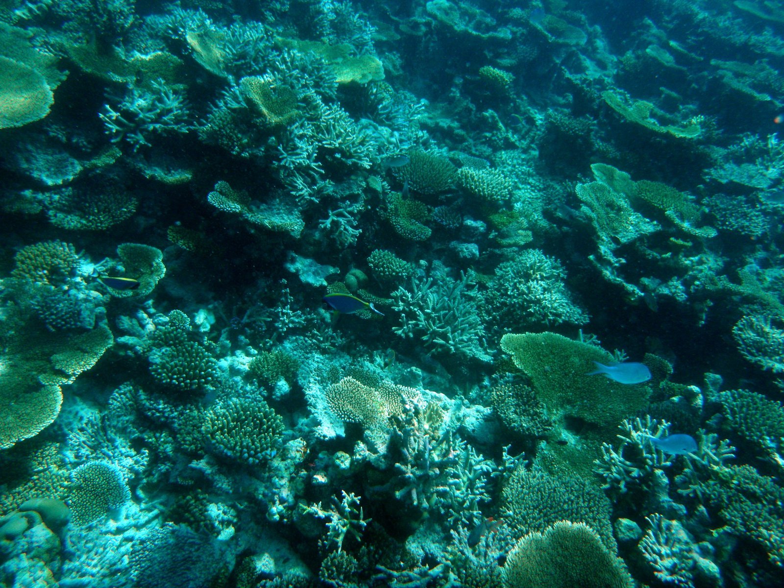 a view of coral reef with blue fish from above