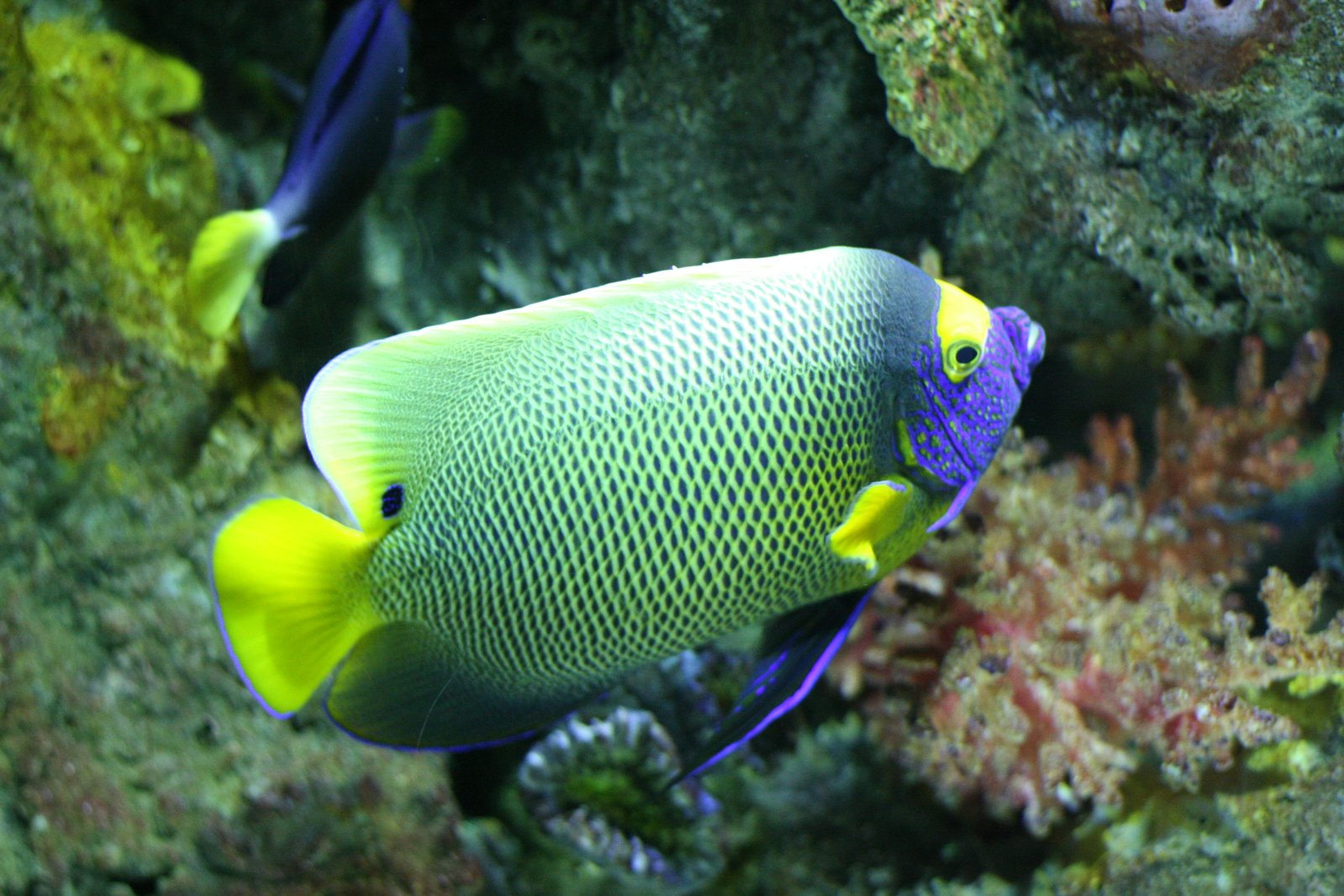 a colorful yellow and purple fish in an aquarium