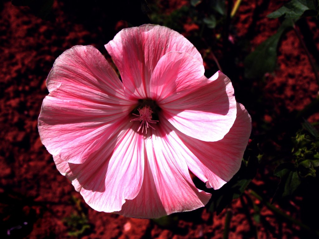 close - up of an oriental hieroglyeous flower