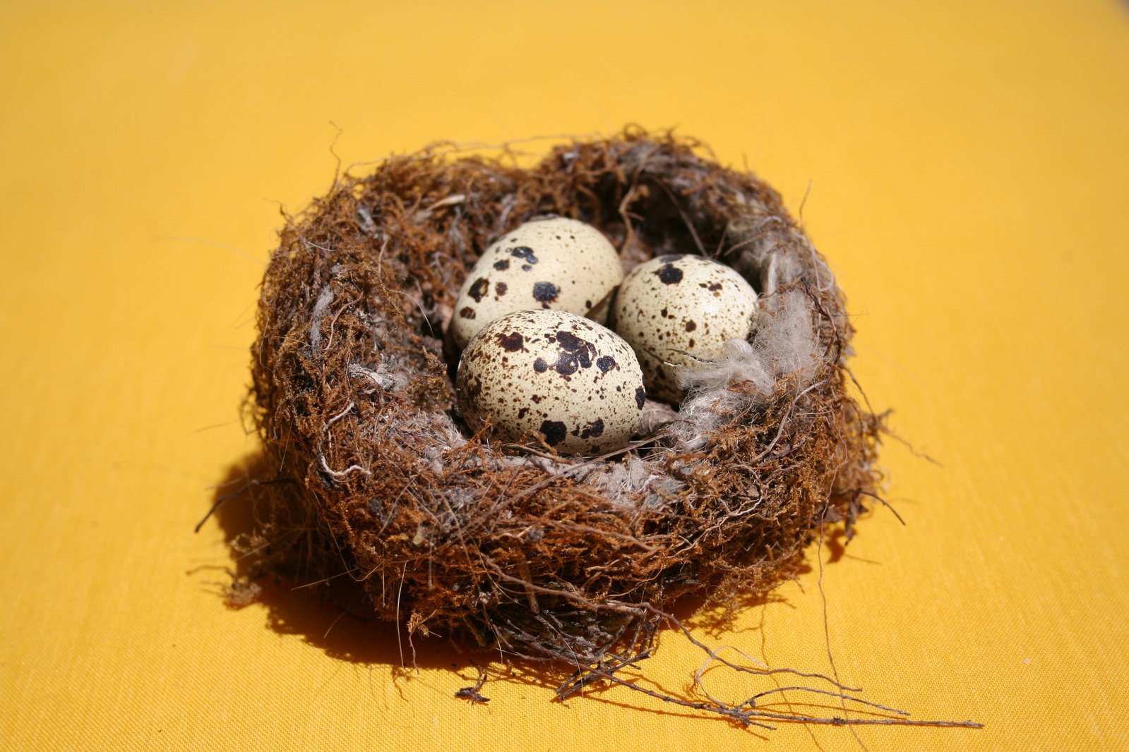 three eggs in the nest with speckled black dots