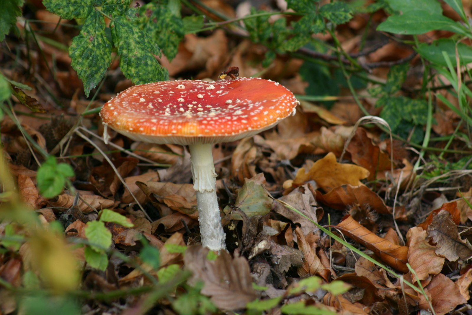 there is a small mushroom growing on the ground