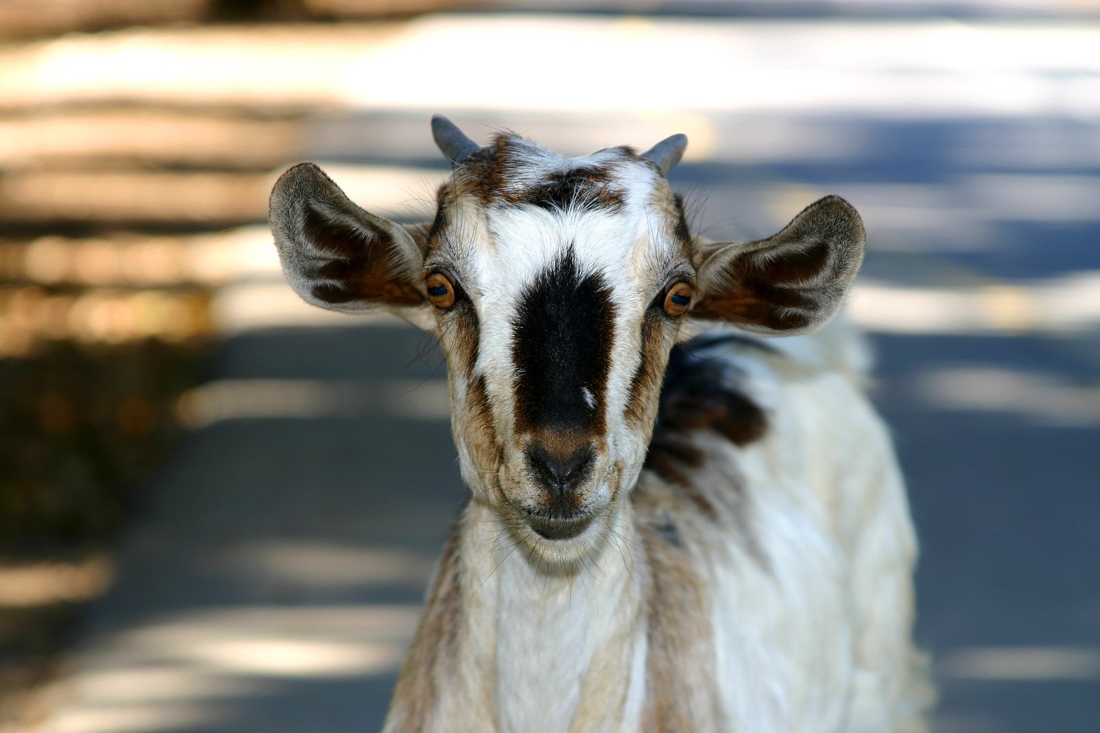 a goat with horns standing in the street