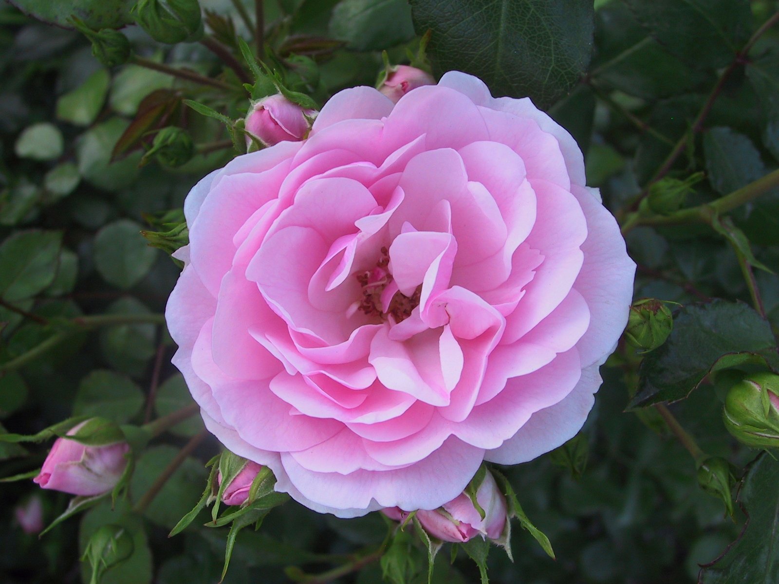 a pretty pink rose with some green leaves