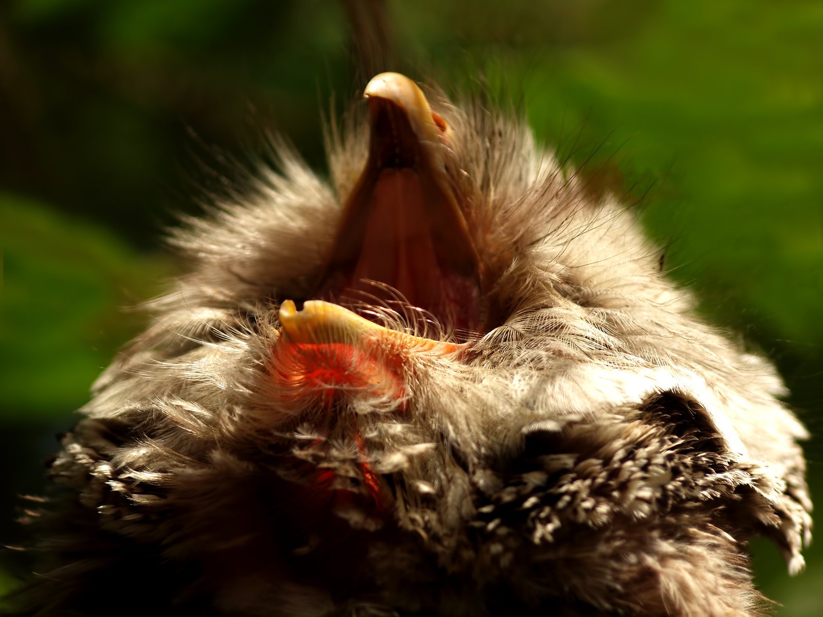 a bird with its beak open showing it's wing