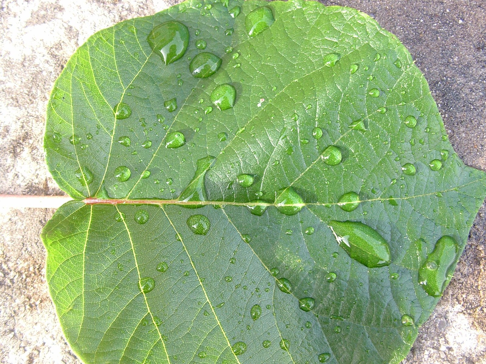 a leaf is laying on concrete with rain drops on it