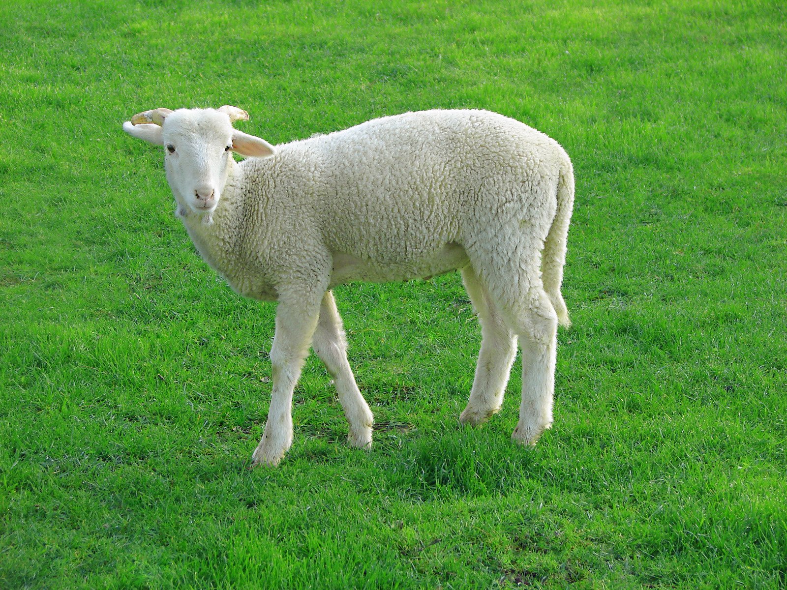 a white sheep standing in the middle of a lush green field