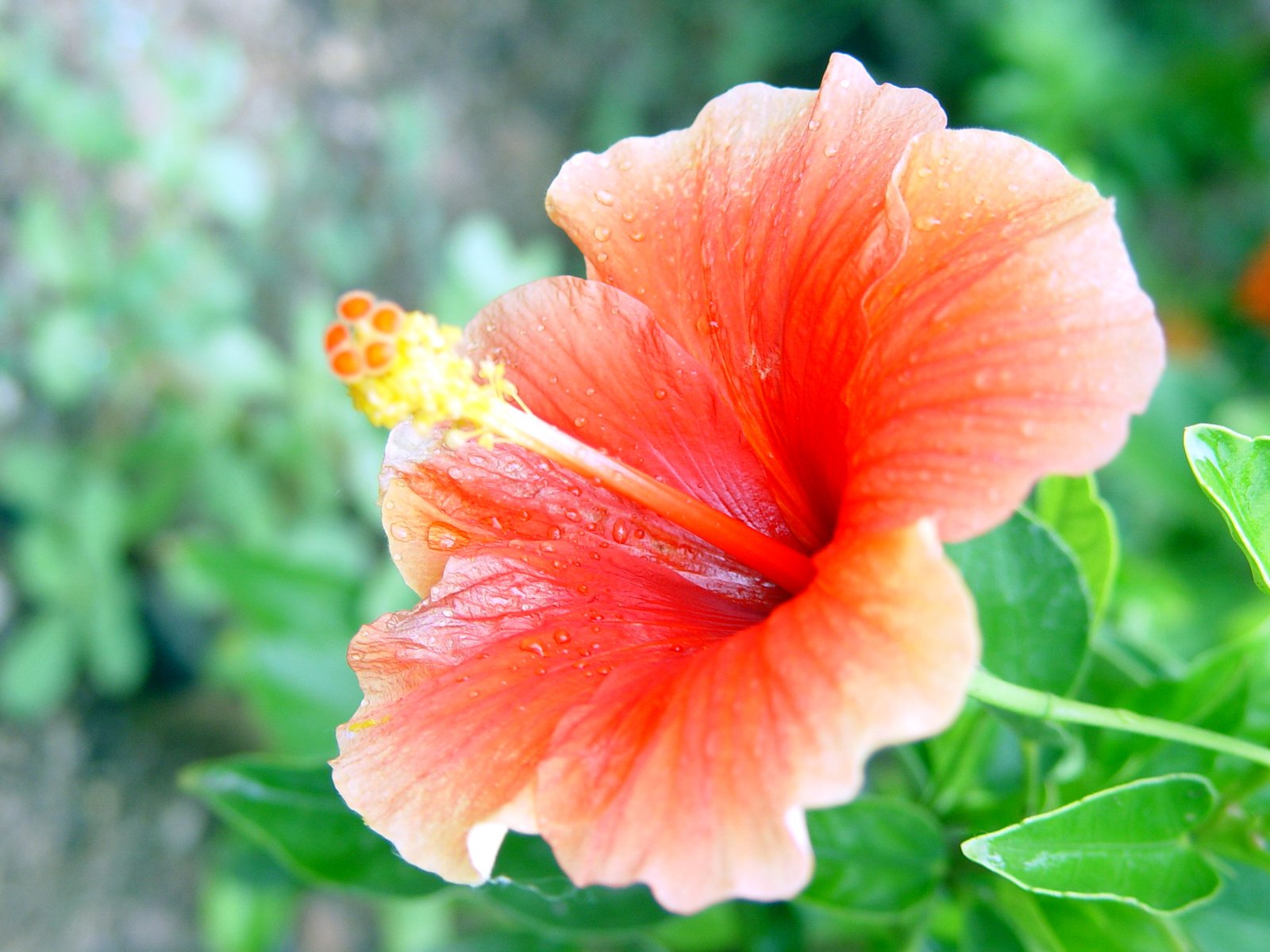 a single flower that is standing alone in the sun