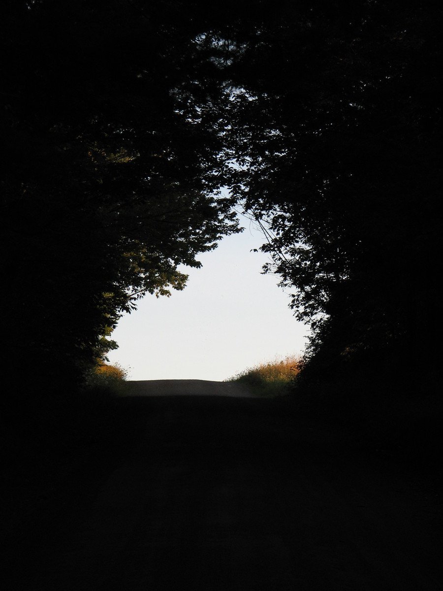 dark silhouette of trees and sun through the center