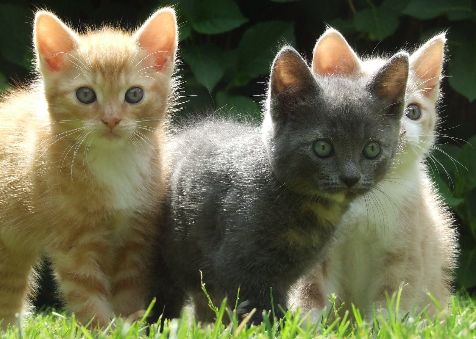 three small kittens standing on the grass