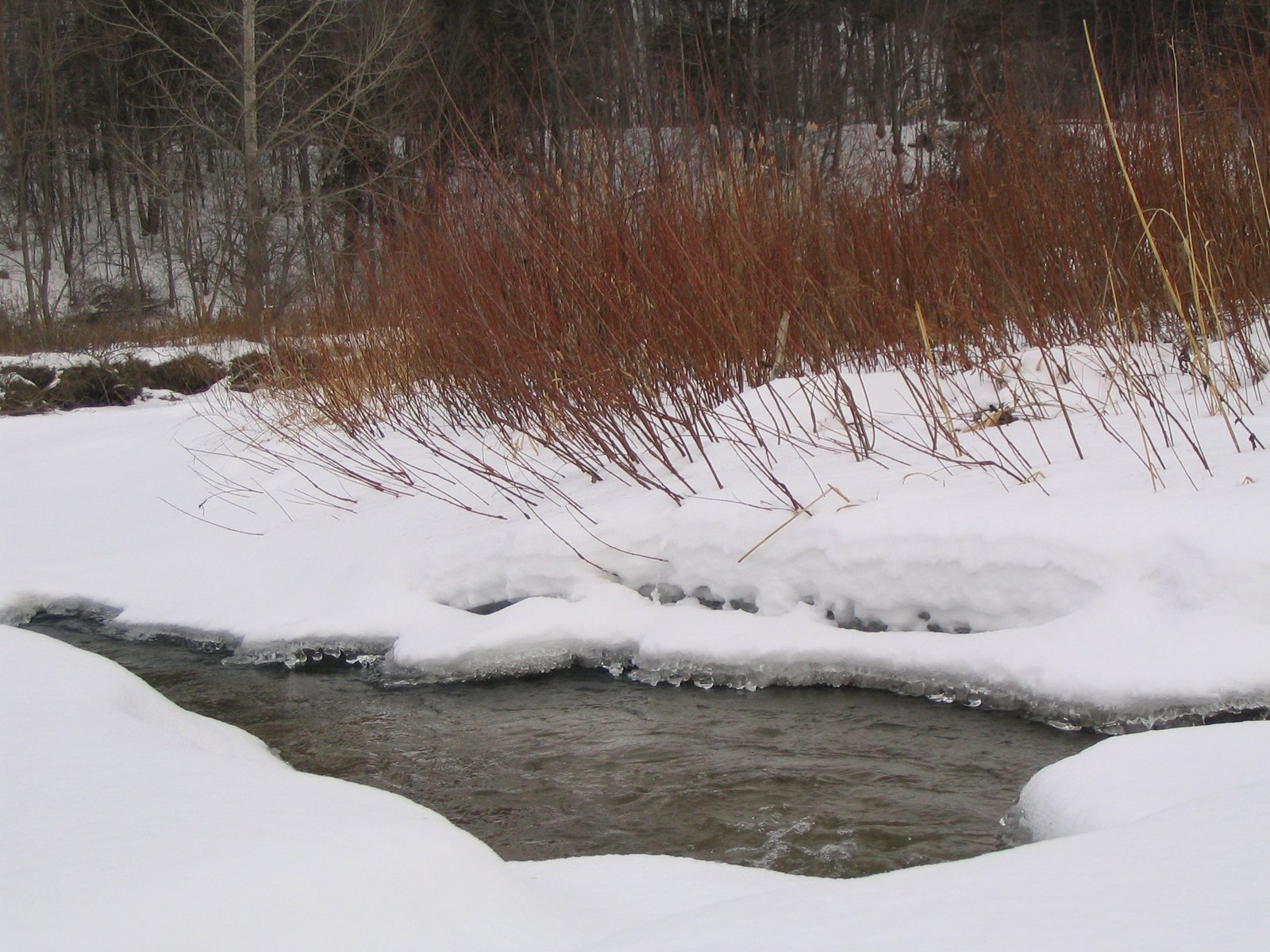 a creek surrounded by snow, grass, and trees
