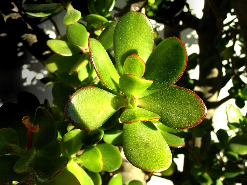 a plant with green leaves in a forest