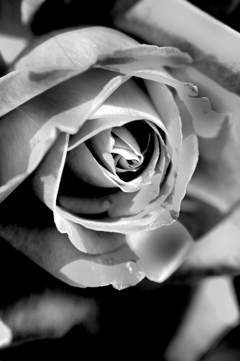 a single rose is displayed in black and white