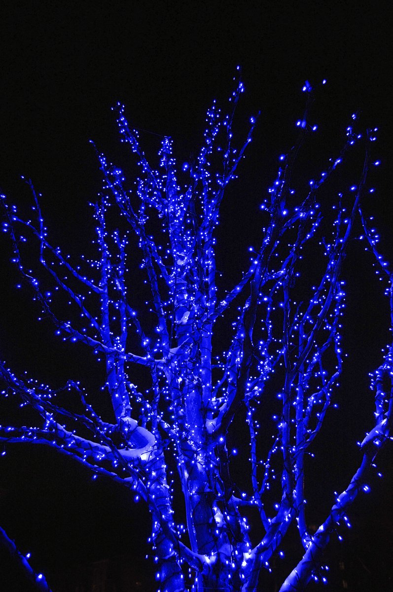 a tree covered in blue lights at night