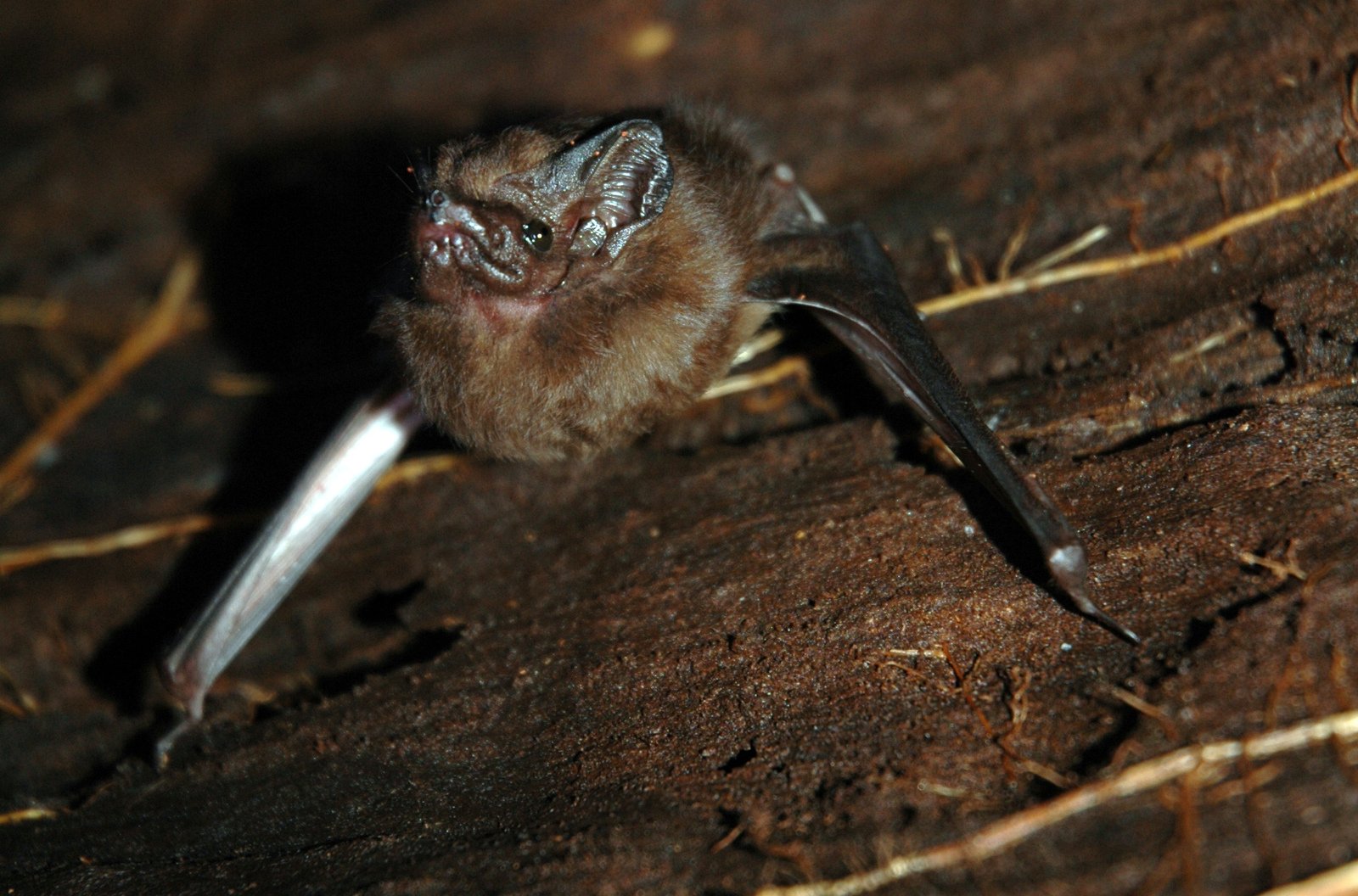 a tiny brown animal sitting on a wooden surface