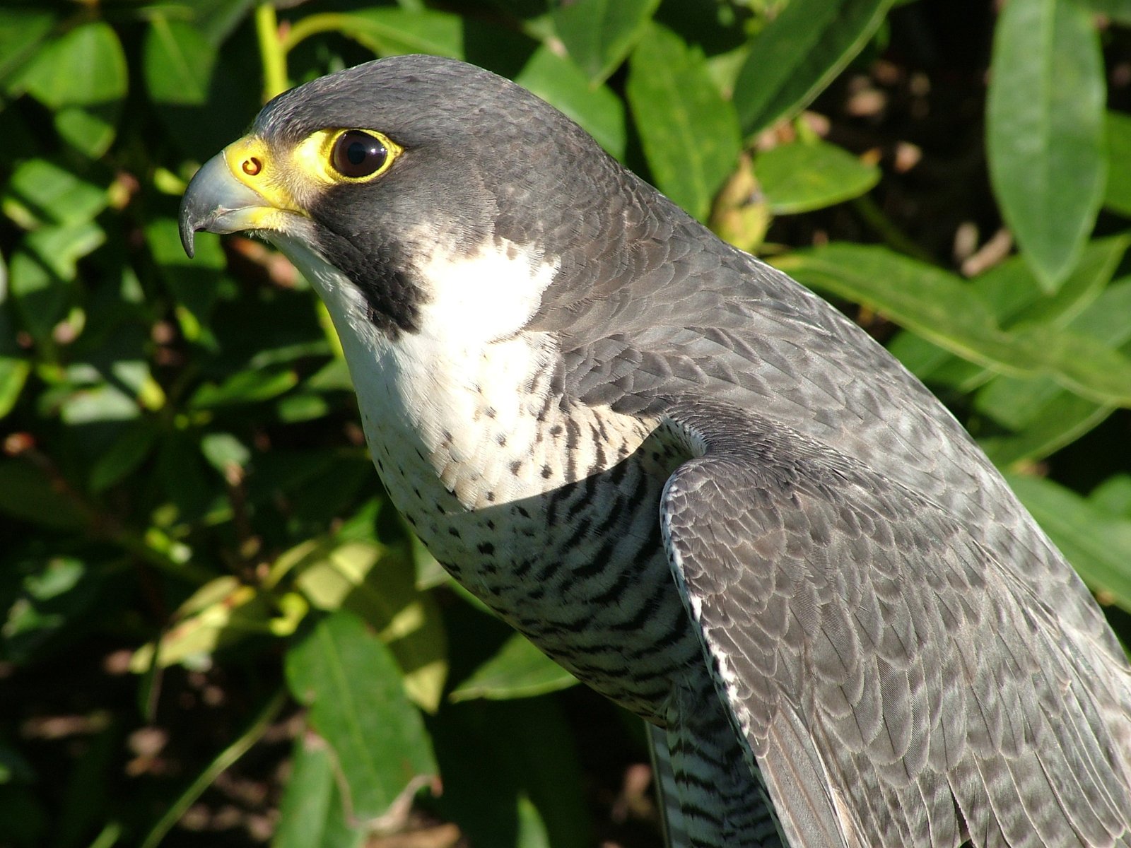 a bird standing outside near some foliage