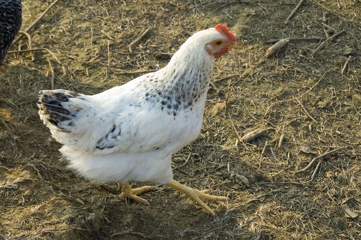 a hen looking down at a chicken in the grass