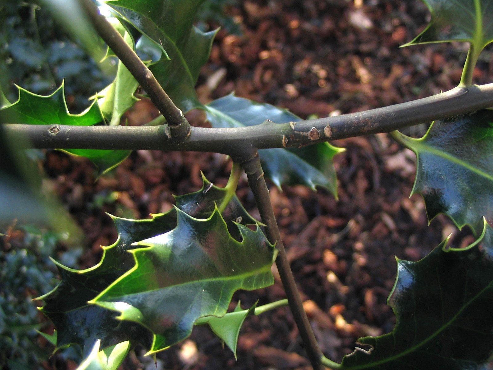 close up picture of a nch with large leaves