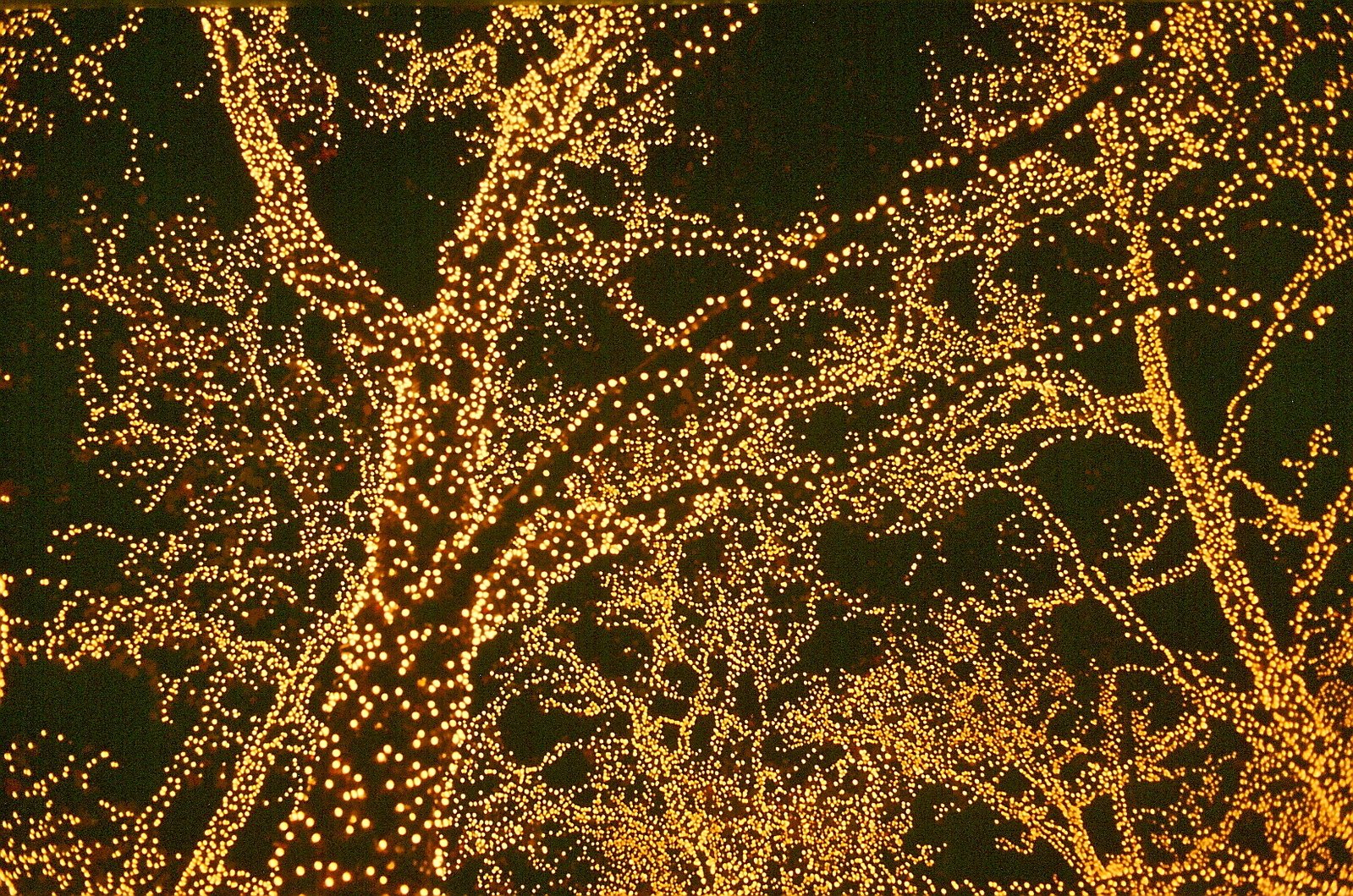 a couple of trees is illuminated in some gold colors