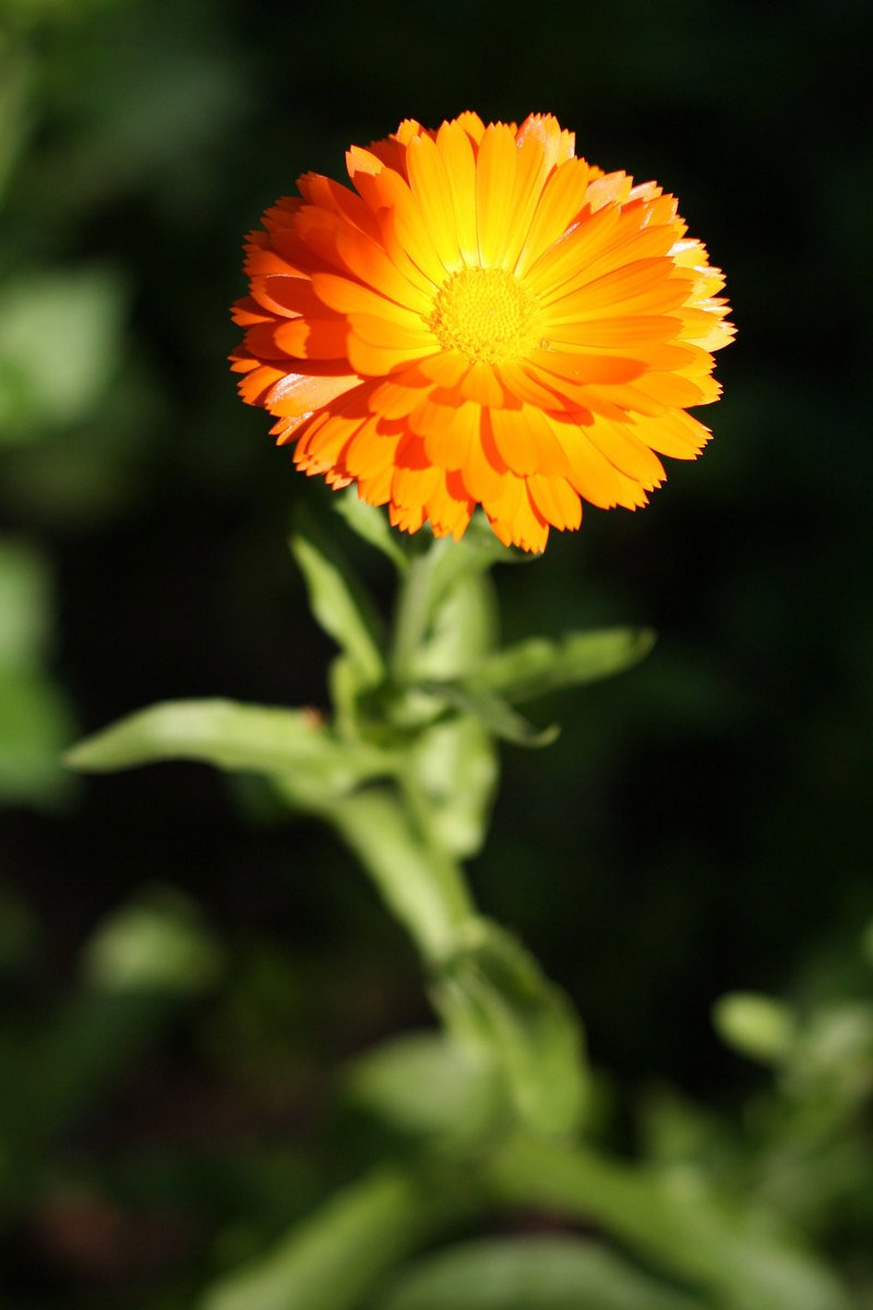 an orange flower that looks like it is in bloom