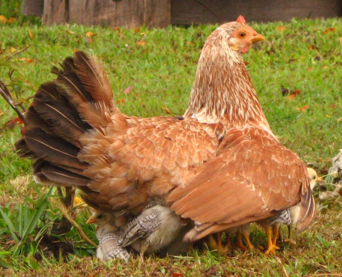 a chicken with brown feathers walking along grass