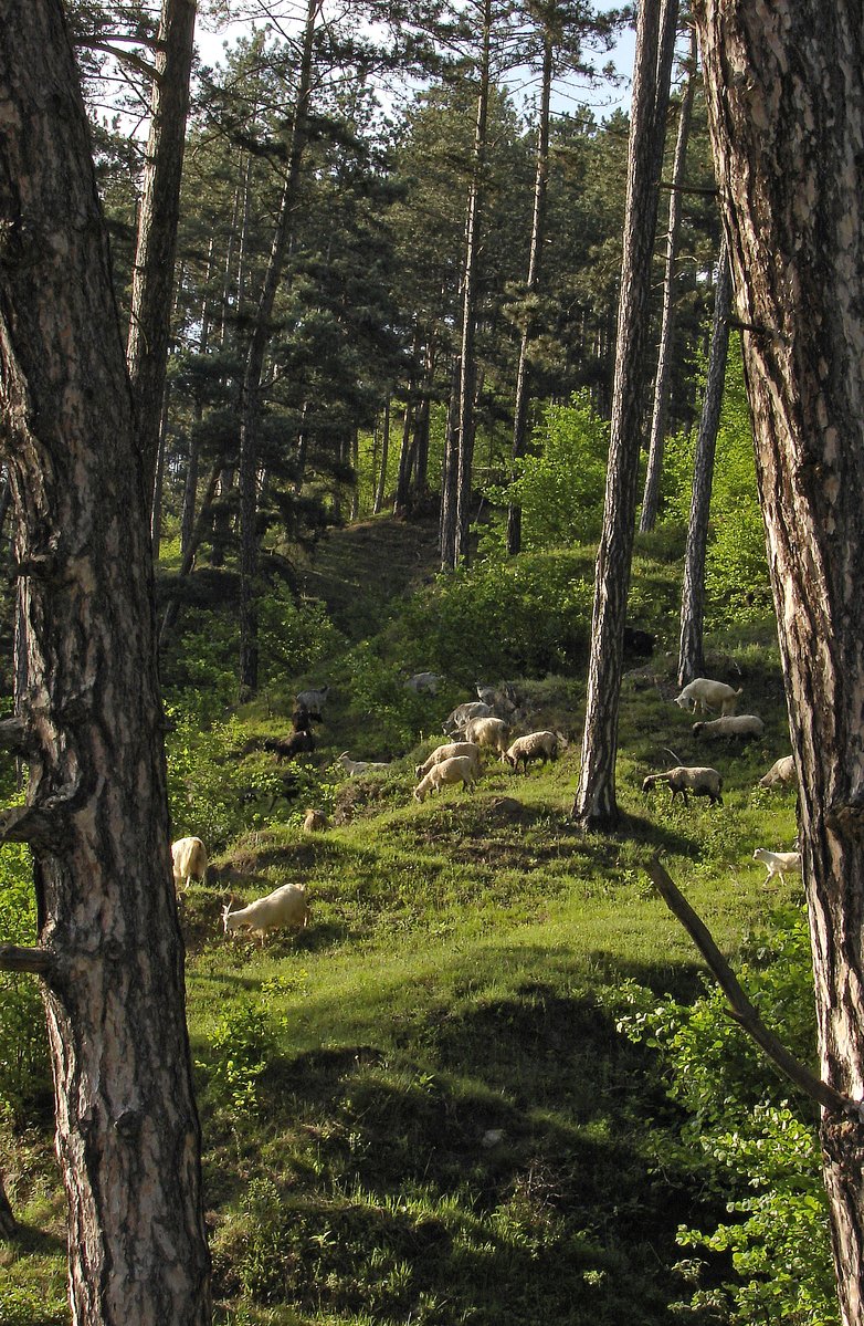 a group of trees standing next to each other