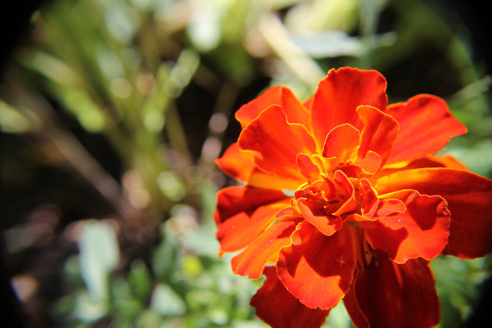 an orange and yellow flower growing out of the middle of leaves