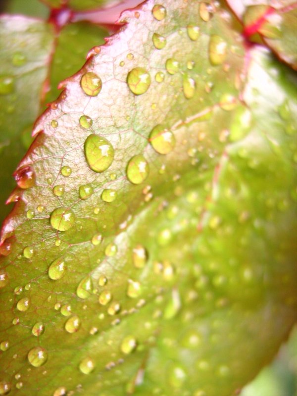 the green leaves has water droplets on them