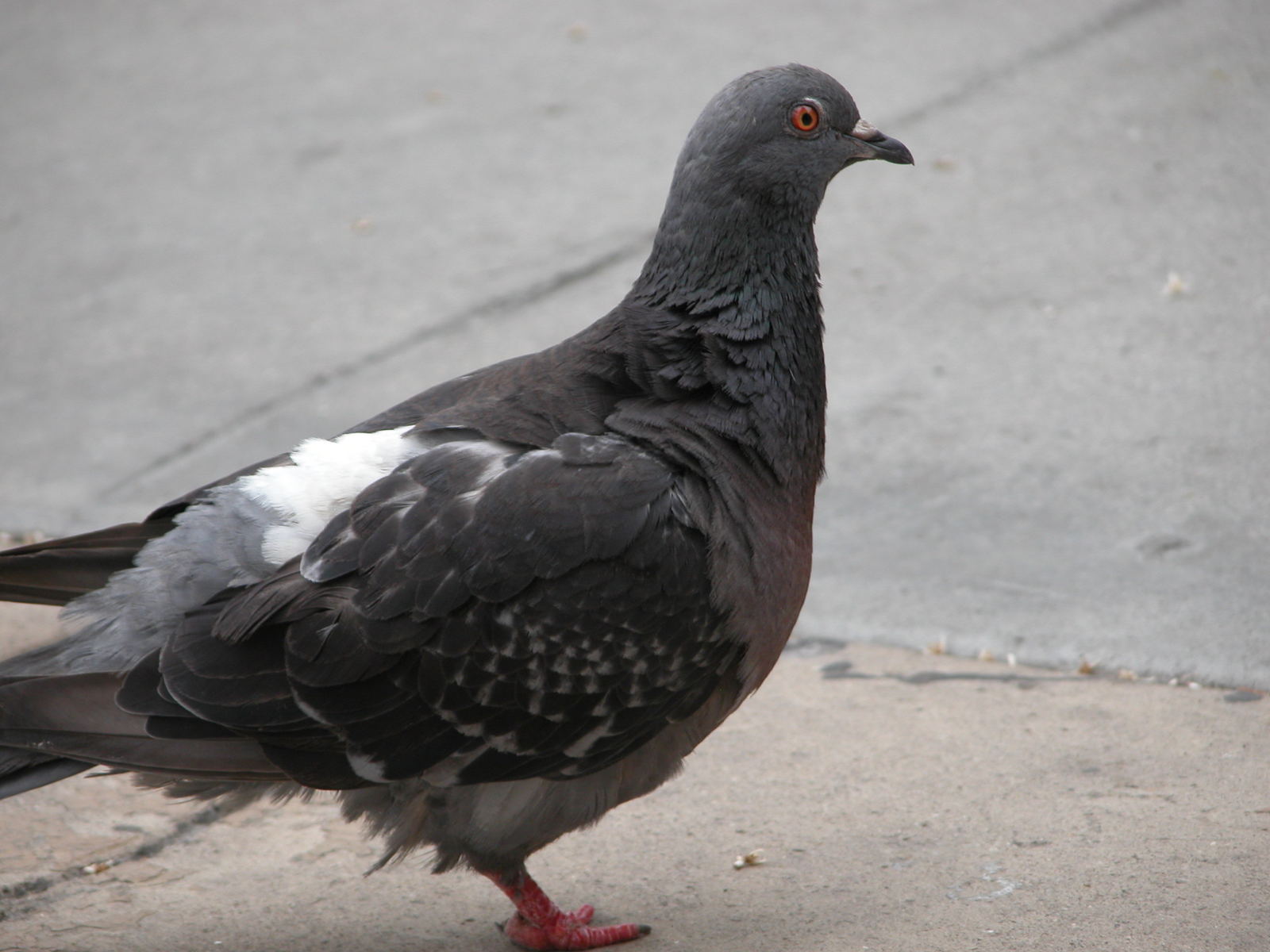 a close up of a pigeon with it's legs folded