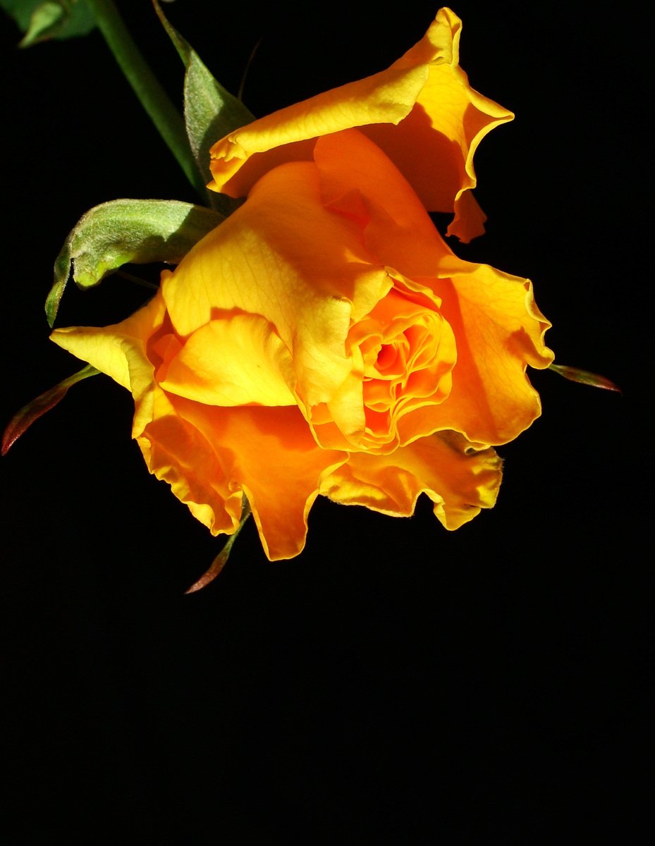 closeup of a yellow rose in a dark background