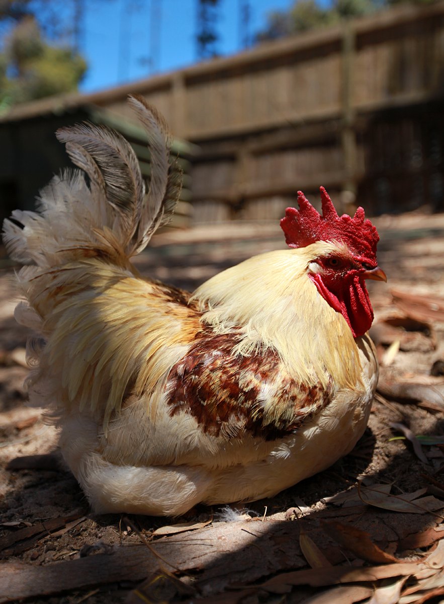 the rooster is standing on the ground under the sun