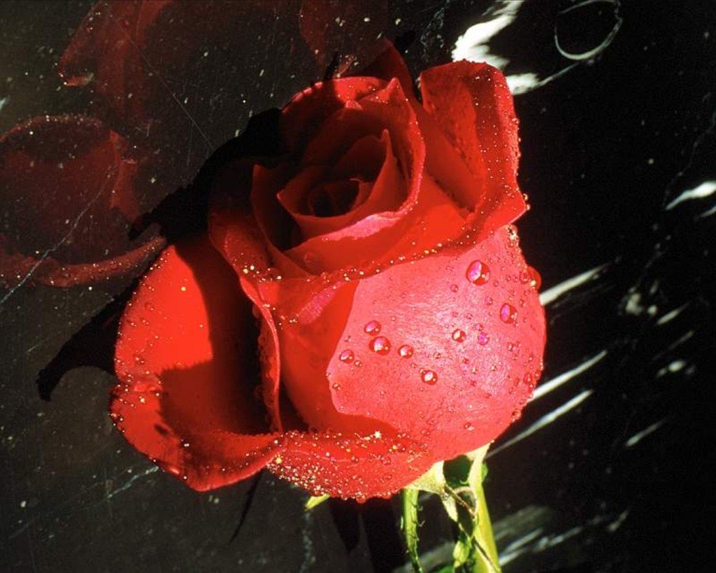 a single rose with water droplets on the petals