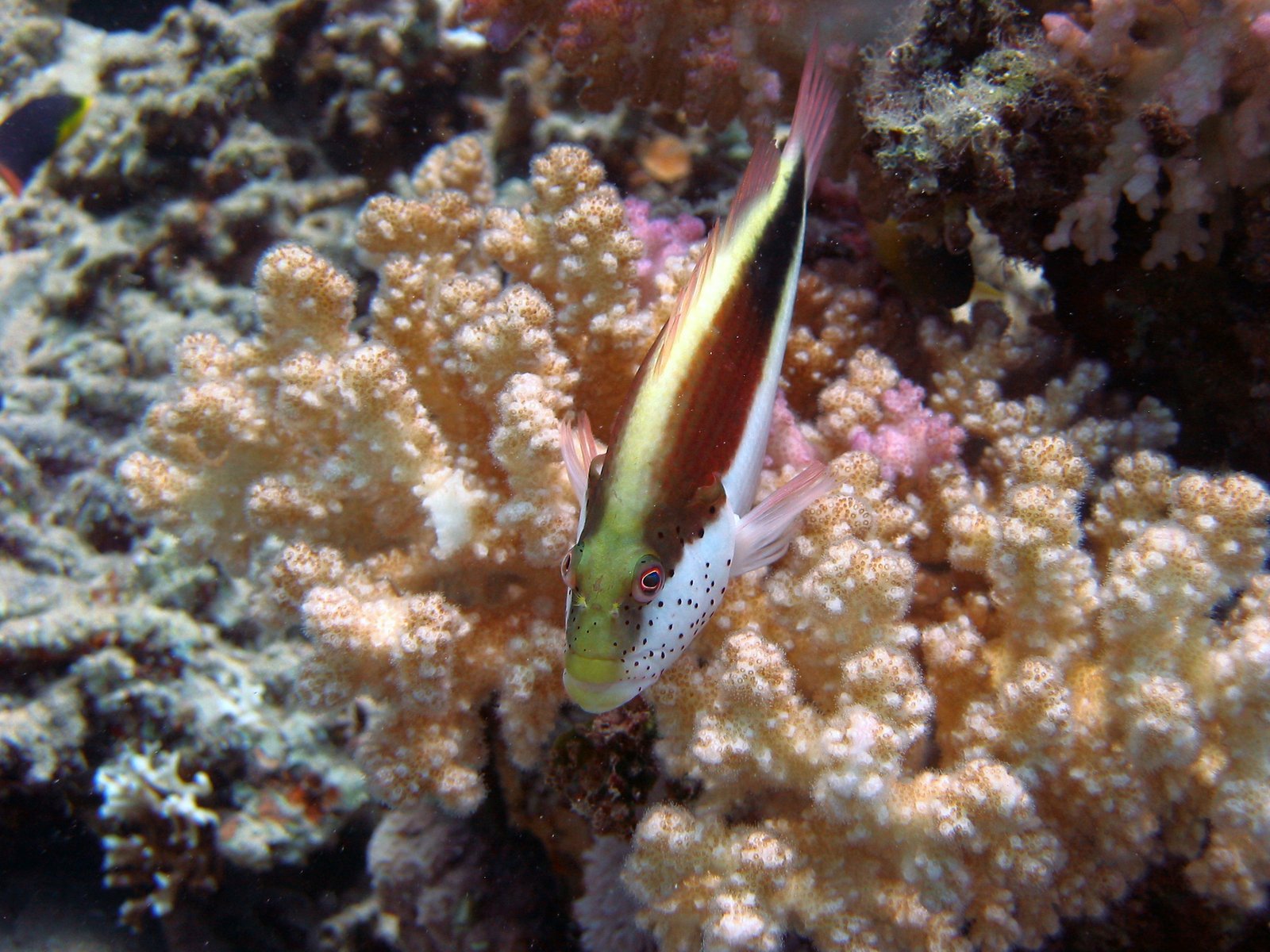 a green and yellow sea anemone hiding in coral reefs