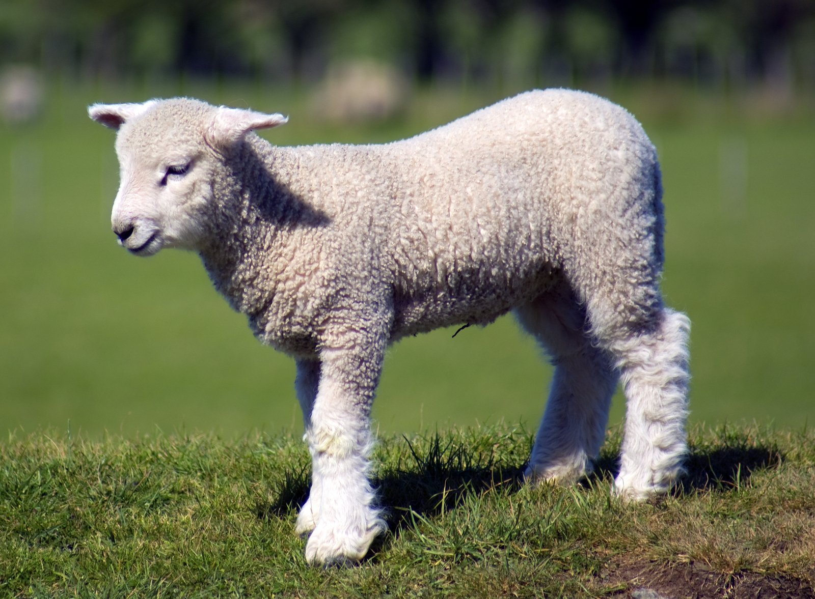 a small sheep standing in the grass looking at the camera