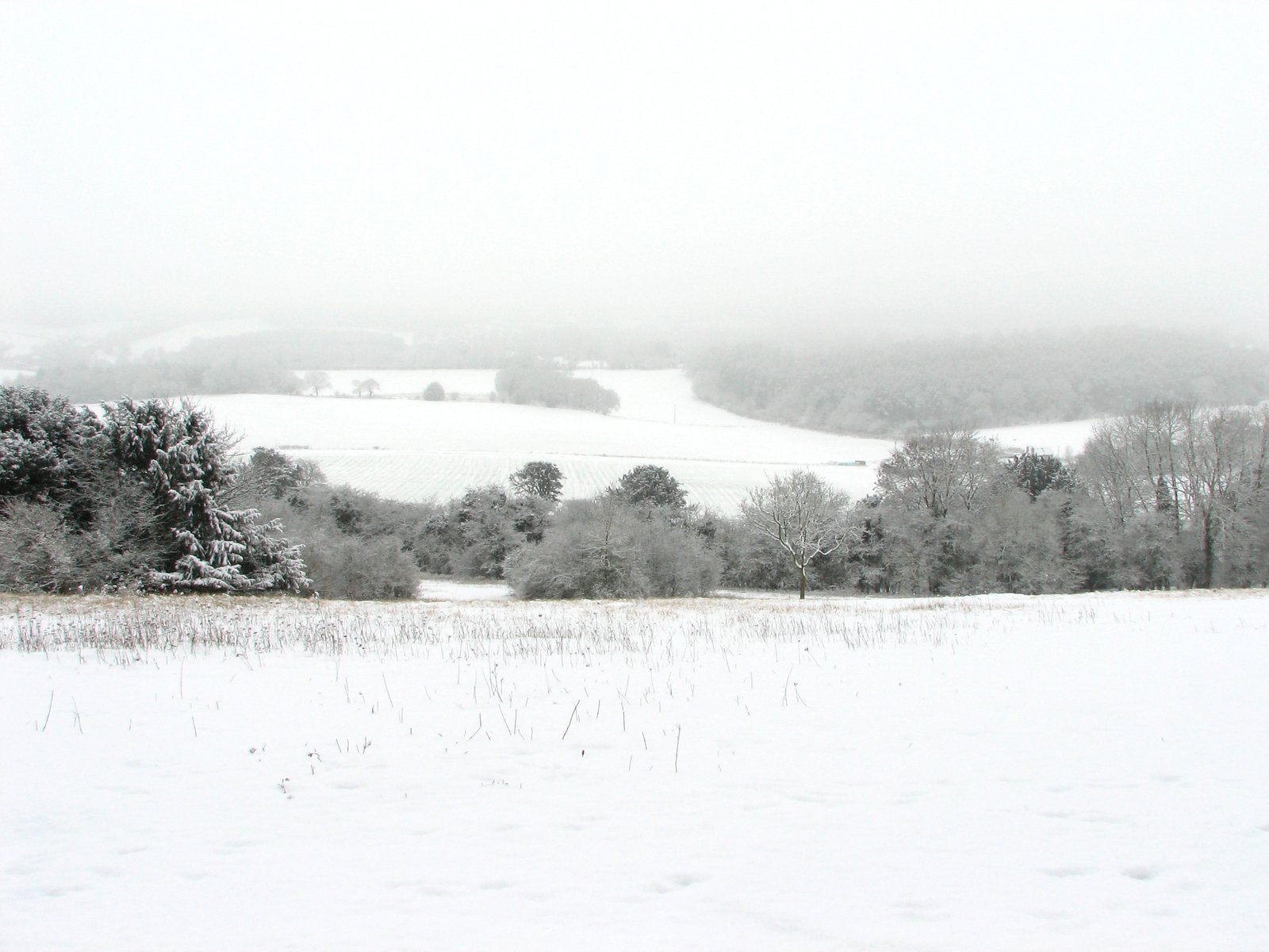 an image of snowy field landscape on a foggy day
