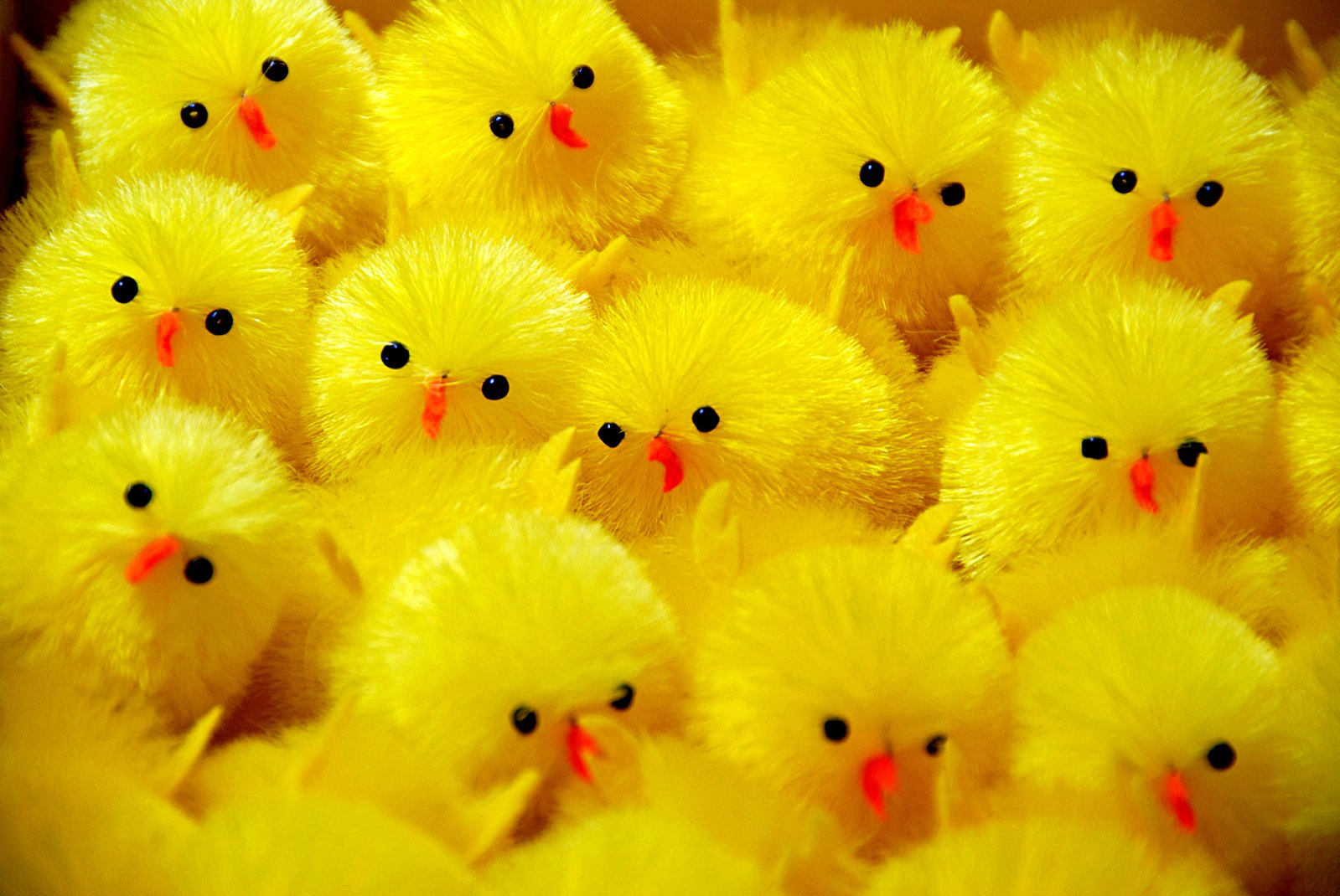 many small yellow chicks lined up in a group