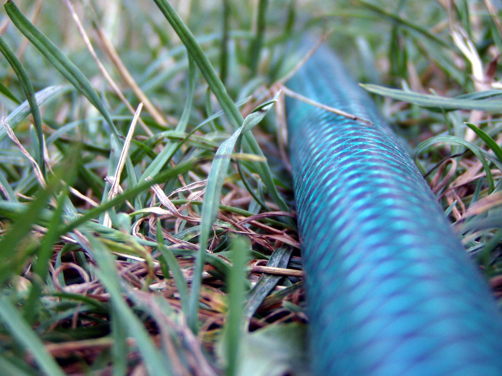 close up view of the blue pipe of a long, slender, grass - pipe