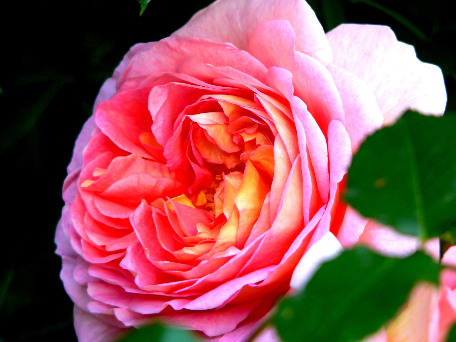 a pink rose that is blooming very nicely