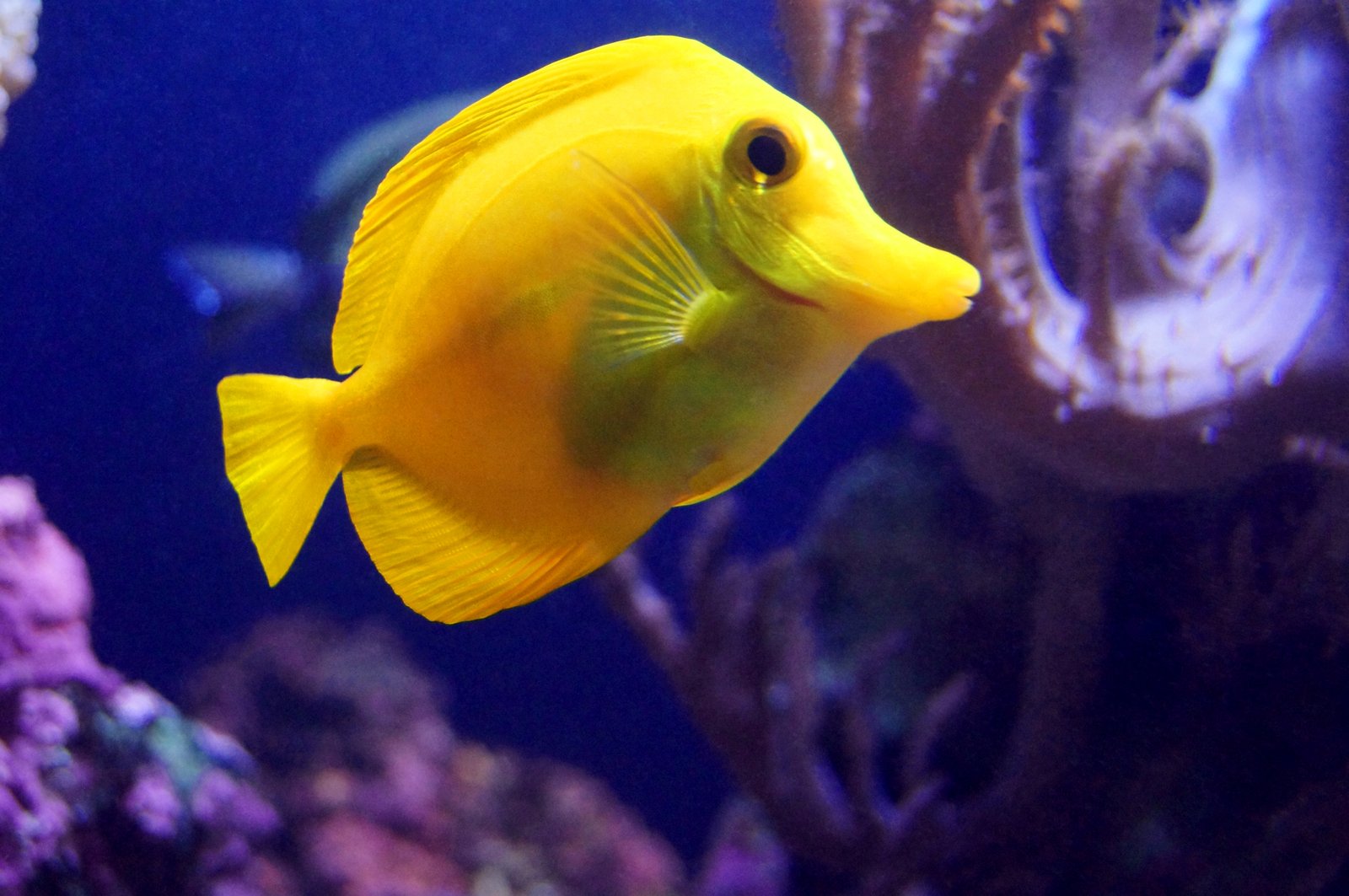 yellow fish swimming on a blue ocean or ocean floor