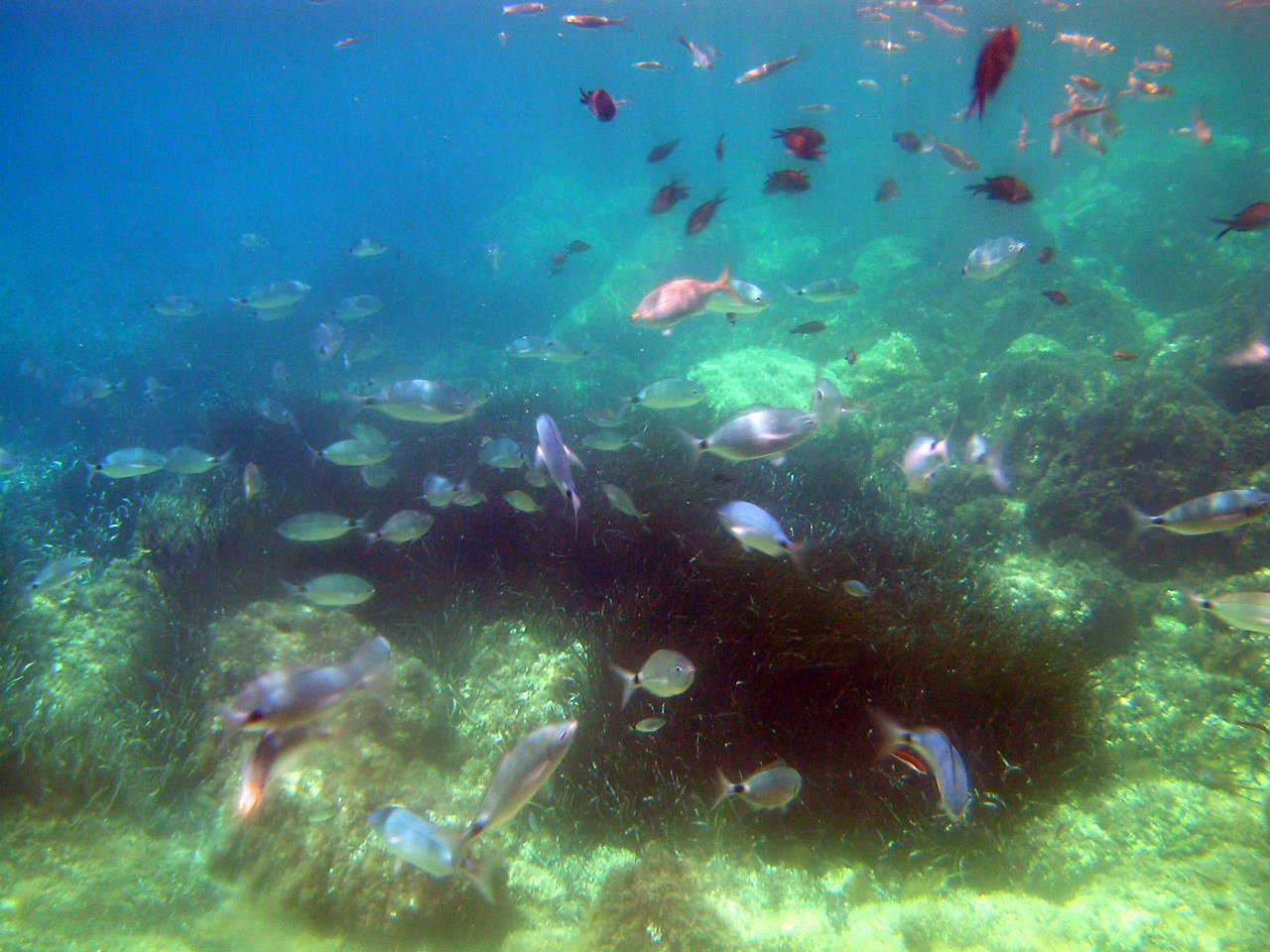 a large group of fish swim around an underwater coral