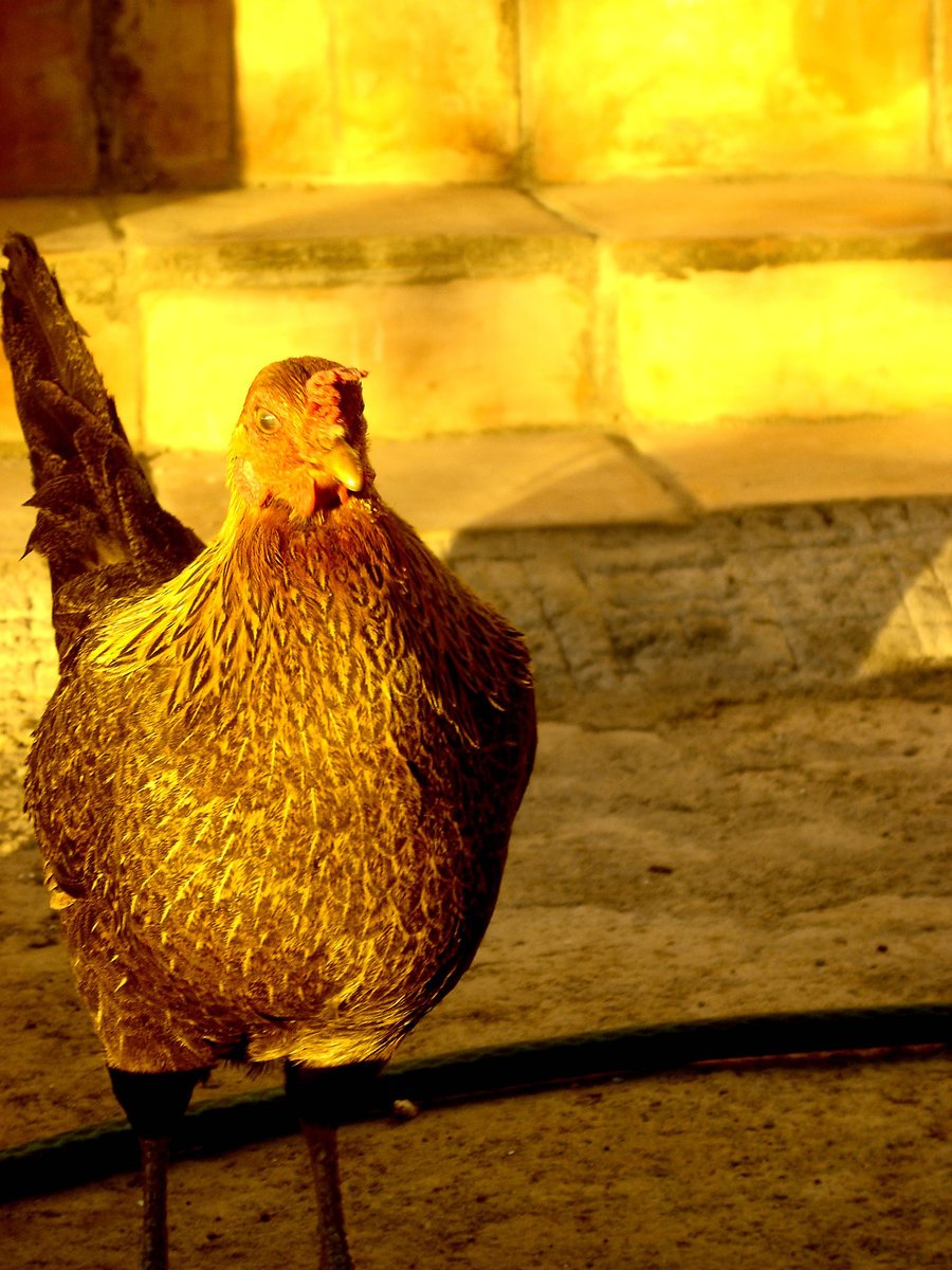 a chicken walking across a stone ground next to stairs