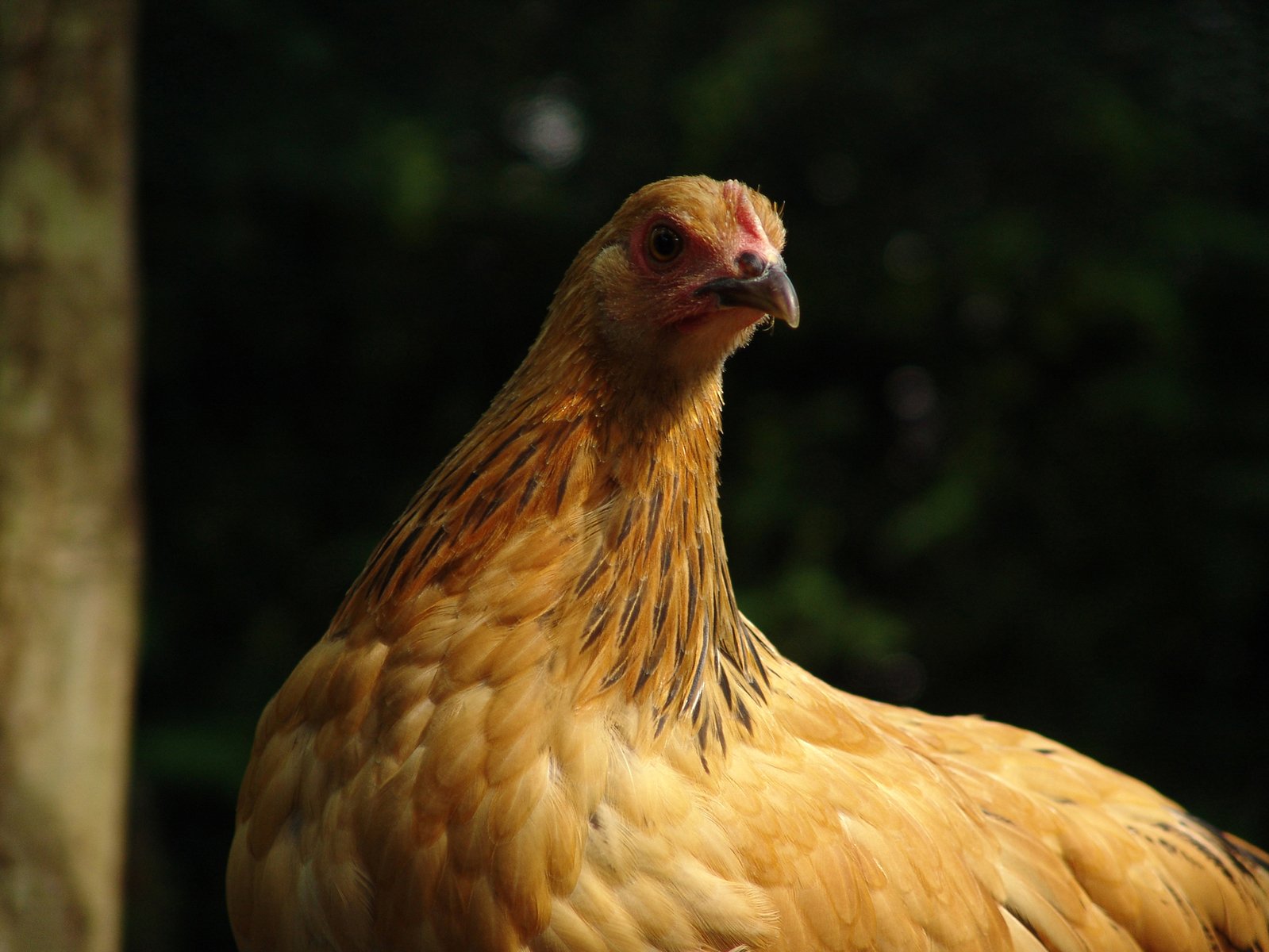 a close up image of a yellow rooster